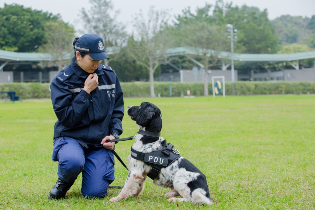 領犬員會與狗拍檔一起訓練,圖為領犬員與爆炸品搜索犬。(資料圖片 / 鄧倩螢攝) 領犬員會與狗拍檔一起訓練,圖為領犬員與爆炸品搜索犬。(資料圖片 / 鄧倩螢攝)