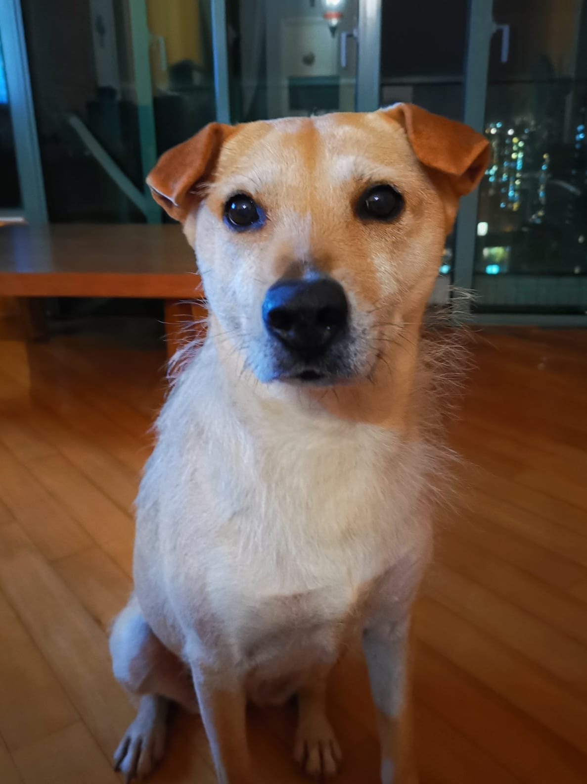 忌廉色唐狗女Ci Ci於元朗錦田一帶走失,當時身上並無配戴任何飾物。(受訪者提供) 忌廉色唐狗女Ci Ci於元朗錦田一帶走失,當時身上並無配戴任何飾物。(受訪者提供)