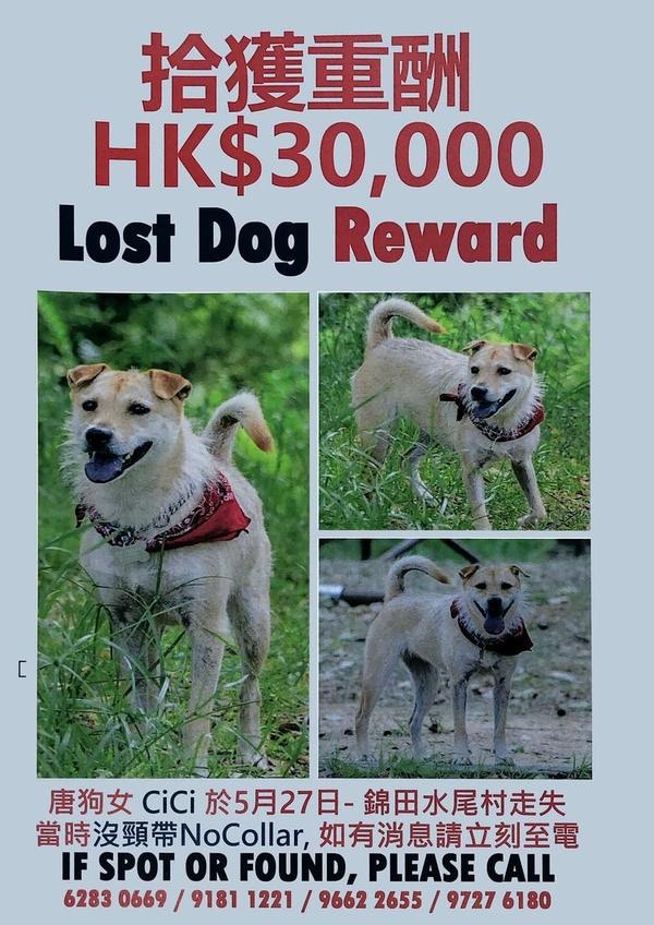 麥先生於前天(29日)將尋狗酬金加至三萬,望吸引更多人幫忙留意。(受訪者提供) 麥先生於前天(29日)將尋狗酬金加至三萬,望吸引更多人幫忙留意。(受訪者提供)