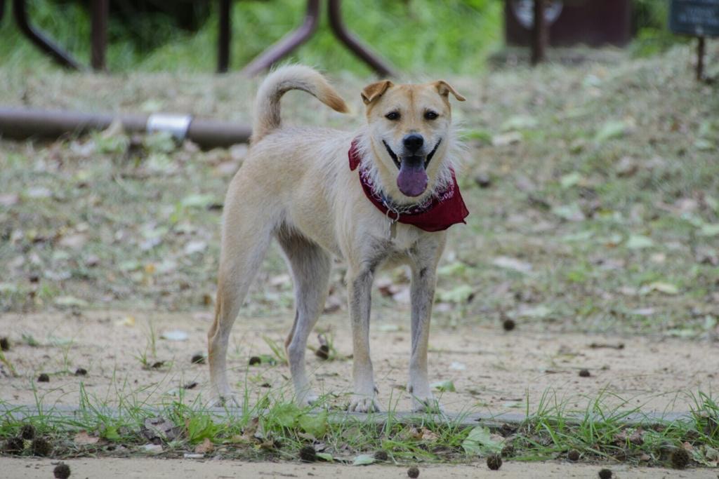 有不同人士指曾看見Ci Ci在南生圍、屏山、錦繡花園等地方出現。(受訪者提供) 有不同人士指曾看見Ci Ci在南生圍、屏山、錦繡花園等地方出現。(受訪者提供)