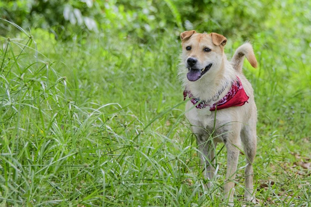 麥先生指Ci Ci性格親人,不算太膽小。(受訪者提供) 麥先生指Ci Ci性格親人,不算太膽小。(受訪者提供)