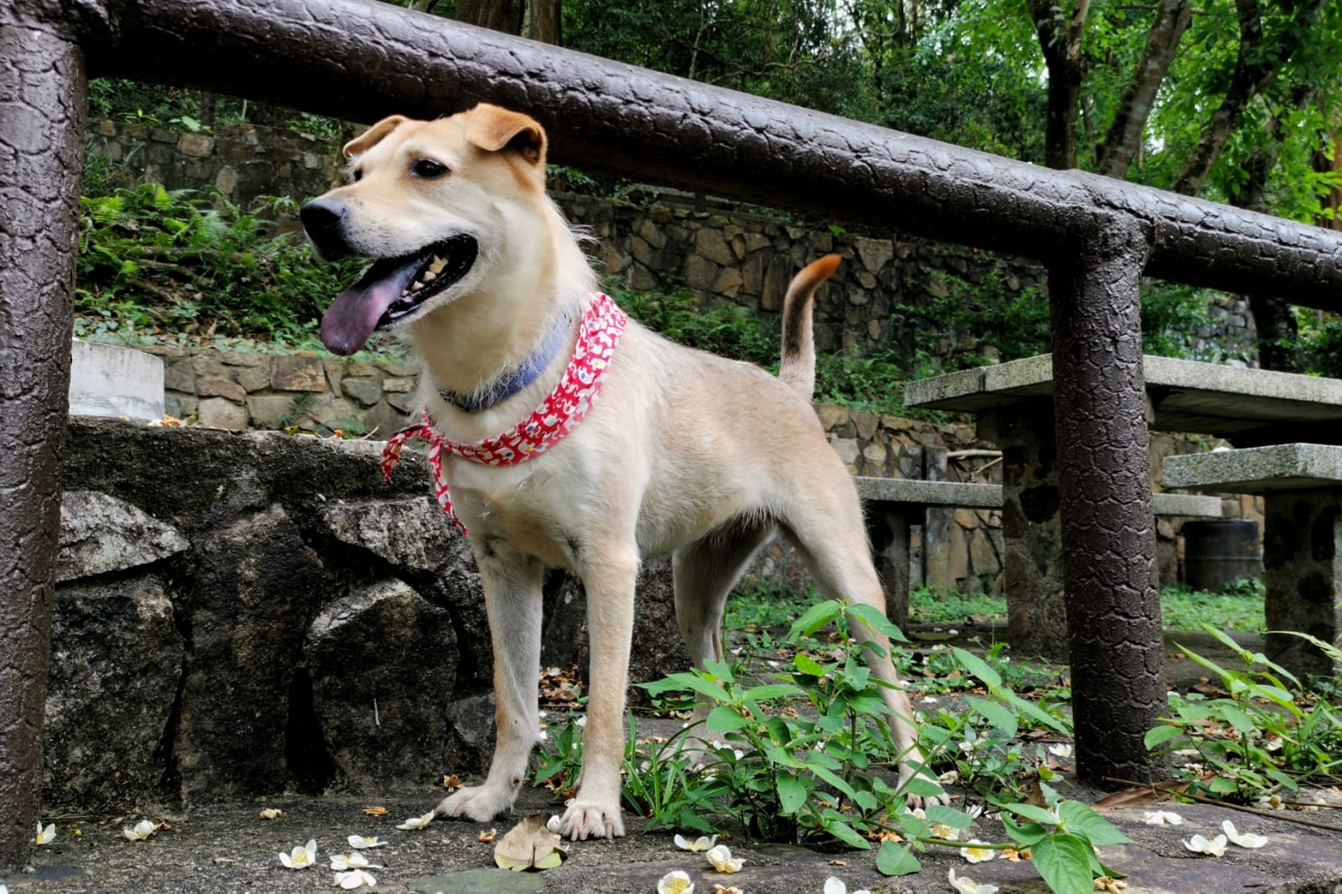 Ci Ci毛色為忌廉色。(受訪者提供) Ci Ci毛色為忌廉色。(受訪者提供)