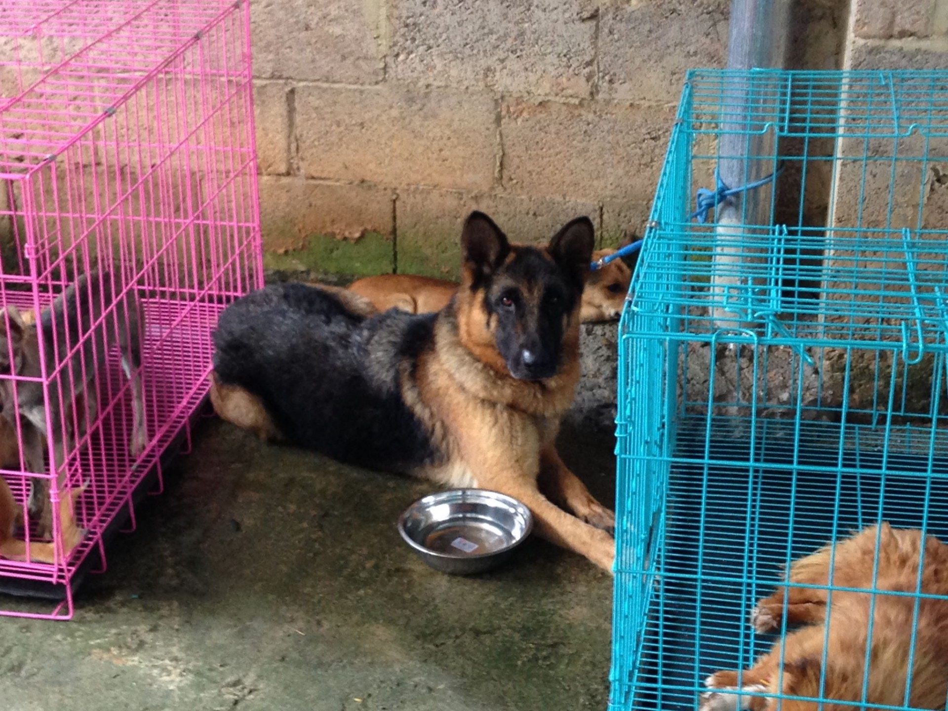 相信是被偷來的德國牧羊犬。(二元提供) 相信是被偷來的德國牧羊犬。(二元提供)