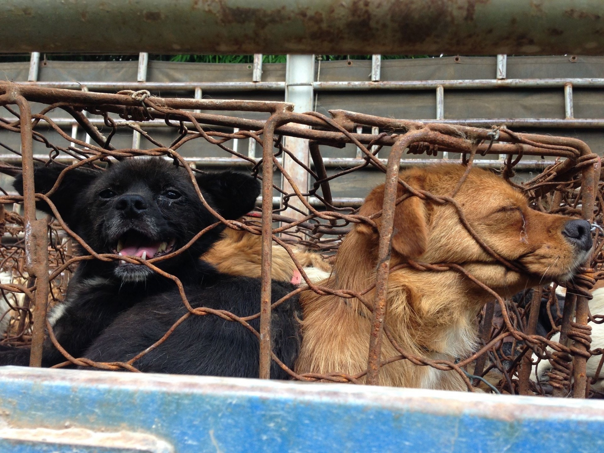 救援搬運的情況。(二元提供) 救援搬運的情況。(二元提供)