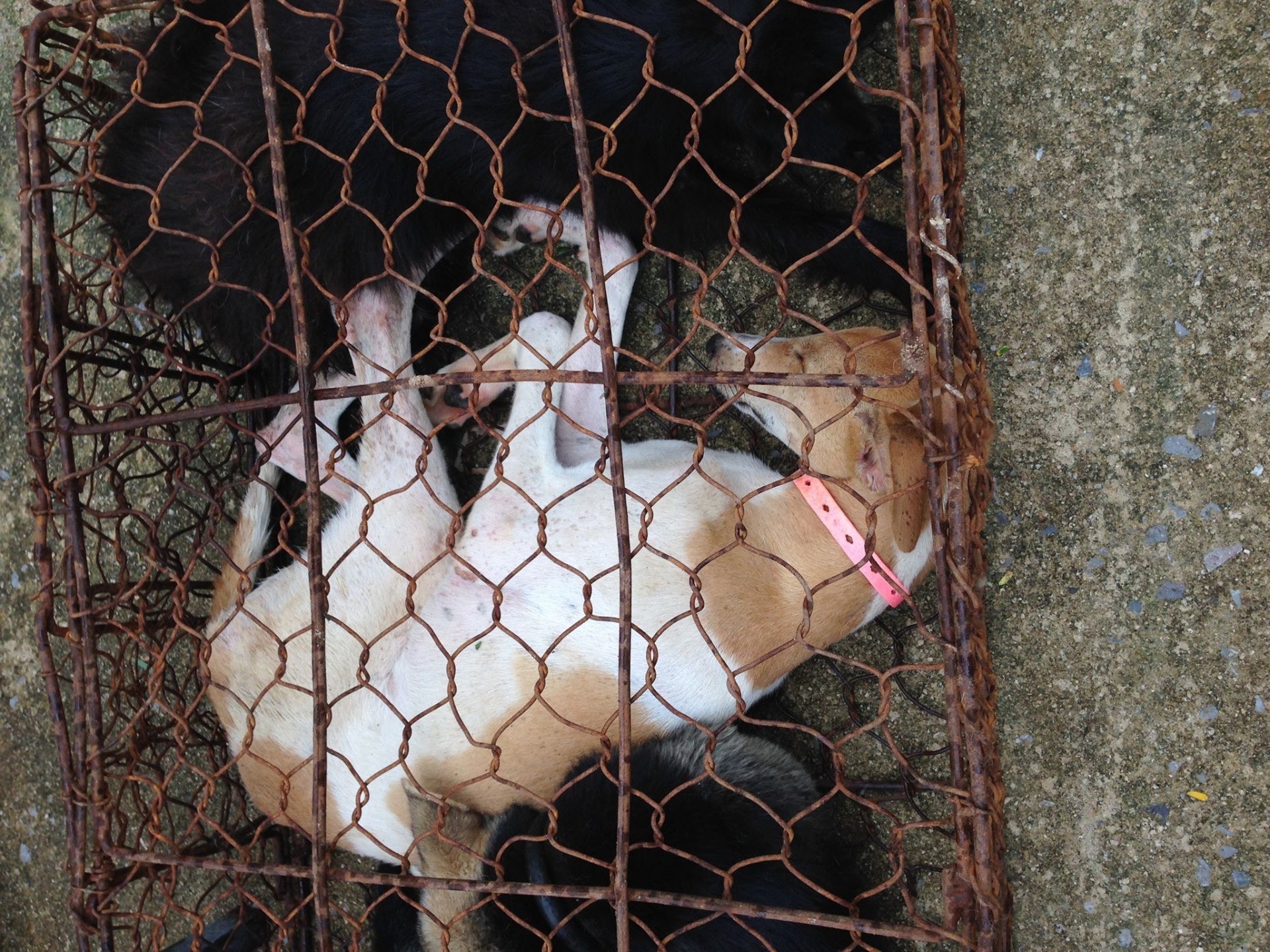 剛抵達救援中心的格力犬。(二元提供) 剛抵達救援中心的格力犬。(二元提供)