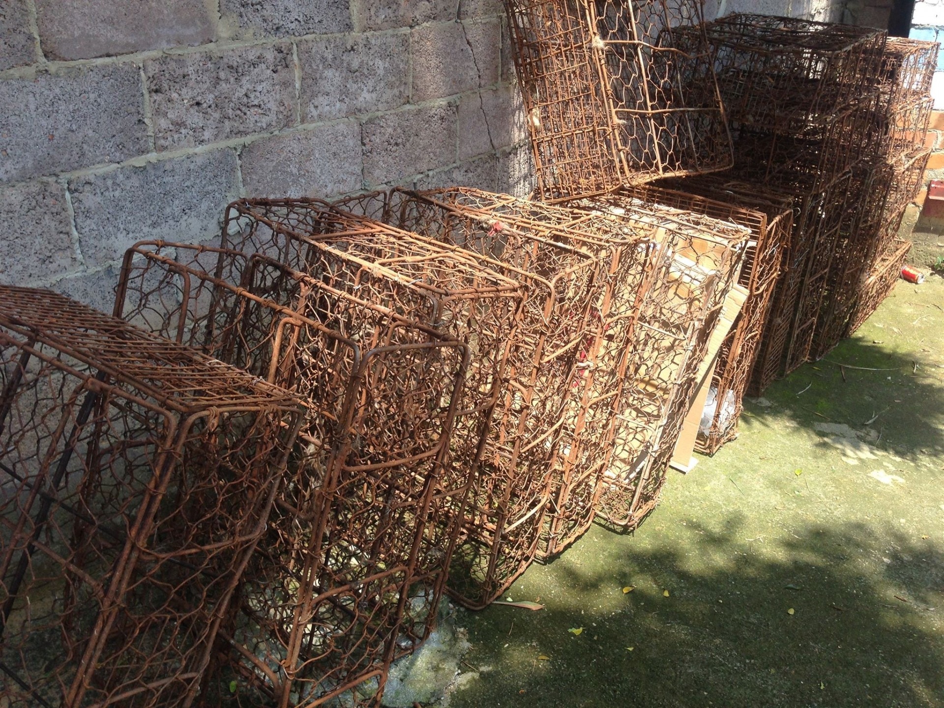 一個個被清空後的狗籠。(二元提供) 一個個被清空後的狗籠。(二元提供)