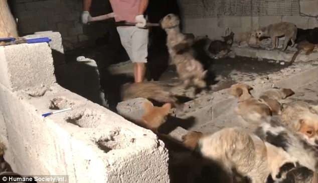 屠場裡的工作人員,對狗狗惶恐的神情毫不動容。(HSI) 屠場裡的工作人員,對狗狗惶恐的神情毫不動容。(HSI)