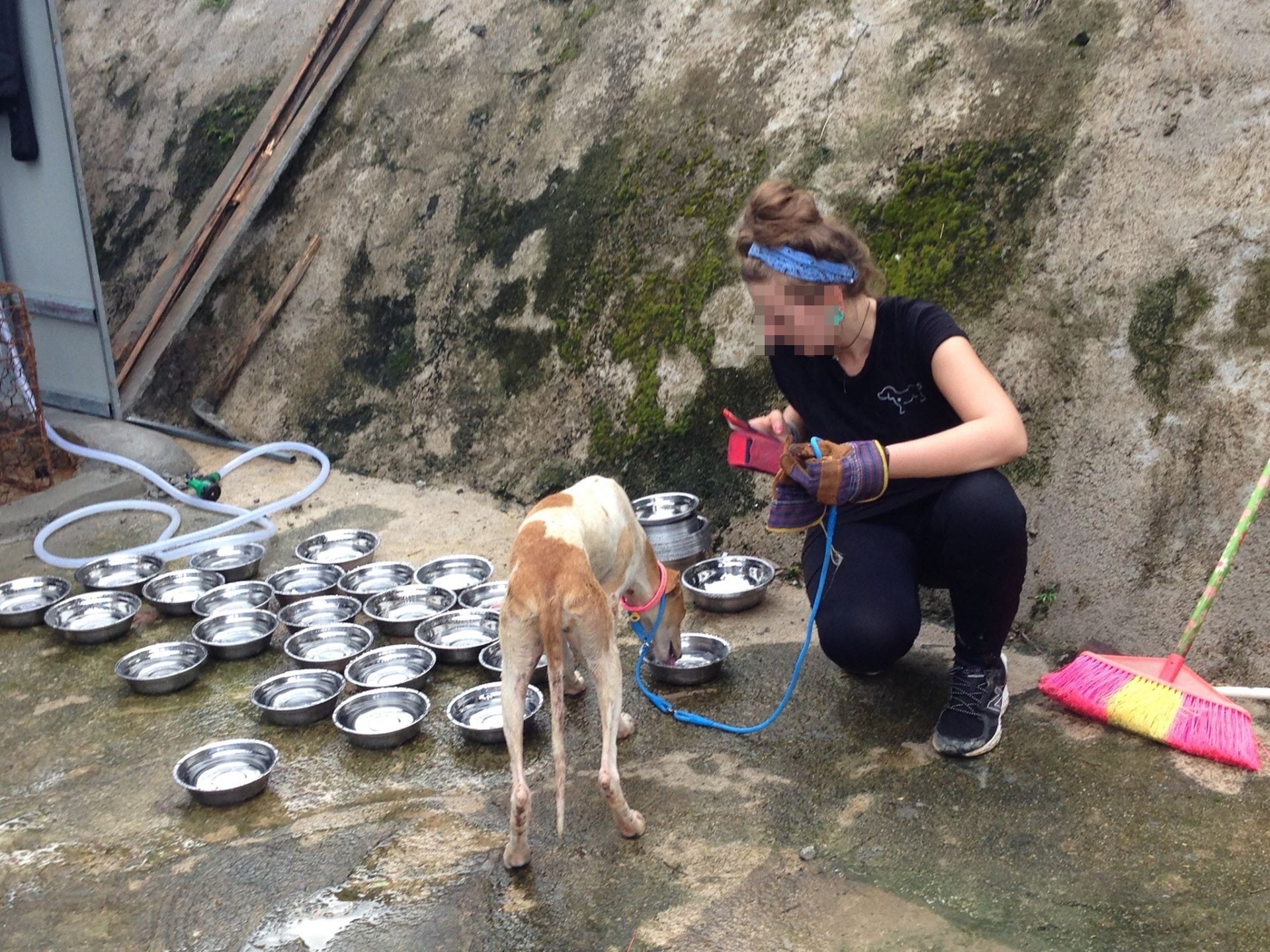 剛抵達救援中心的格力犬。(二元提供) 剛抵達救援中心的格力犬。(二元提供)