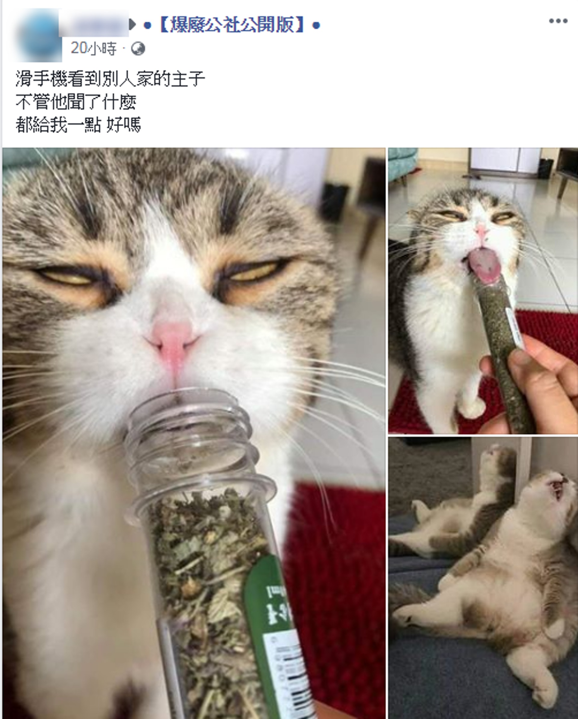 一吸上天堂 主子吸貓薄荷照再瘋傳網民爆笑 嗨到壞掉了 香港01 熱爆話題 一吸上天堂 主子吸貓薄荷照再瘋傳網民爆笑 嗨到壞掉了 香港01 熱爆話題
