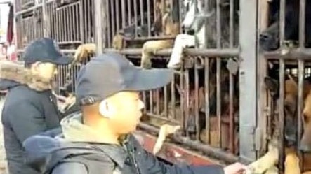 內地動保義工肉身攔運狗車被撞飛 「護犬」行動是否太激? 內地動保義工肉身攔運狗車被撞飛 「護犬」行動是否太激?