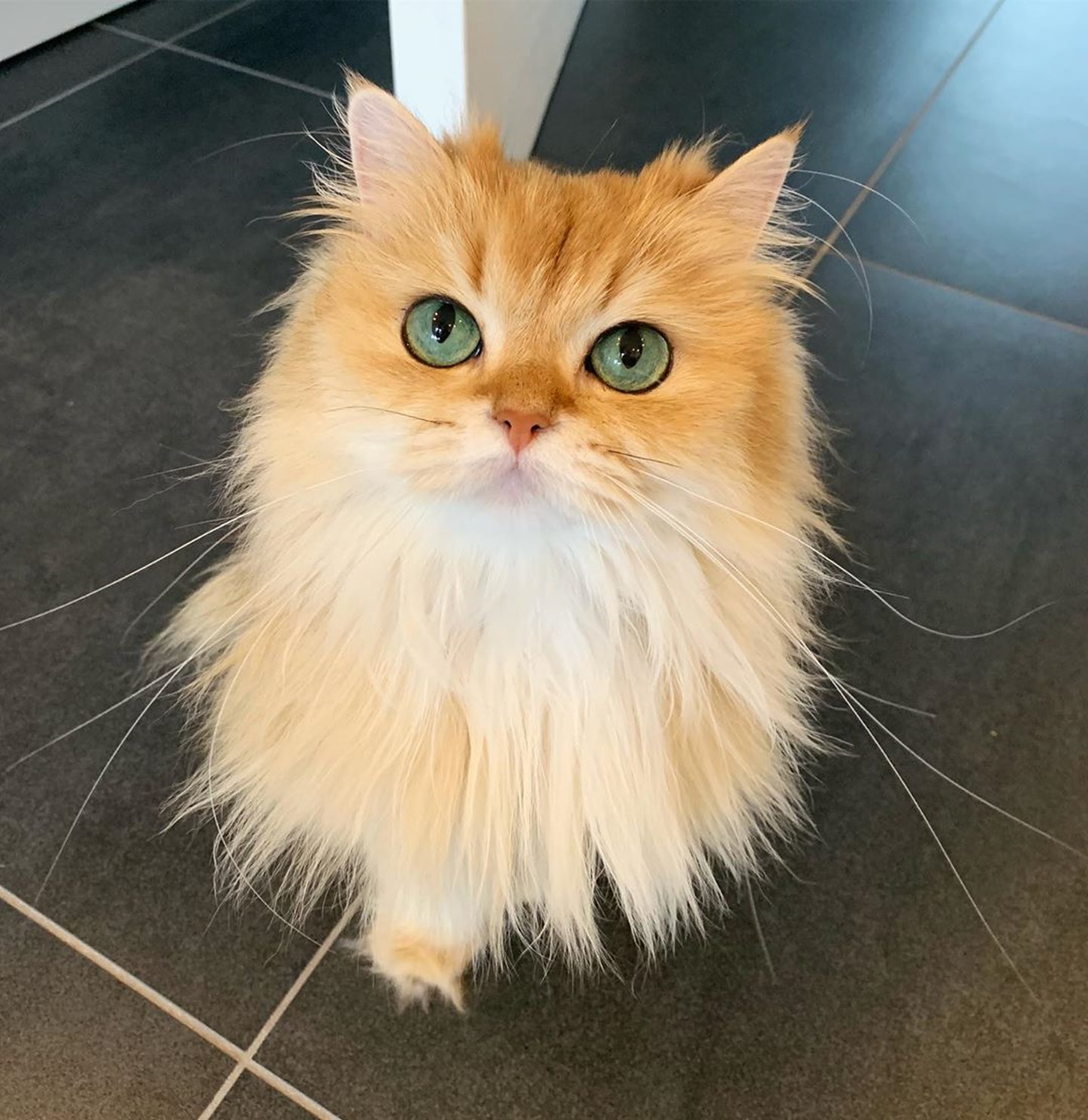 天生綠色大眼睛,充滿靈氣。(instagram@smoothiethecat) 天生綠色大眼睛,充滿靈氣。(instagram@smoothiethecat)