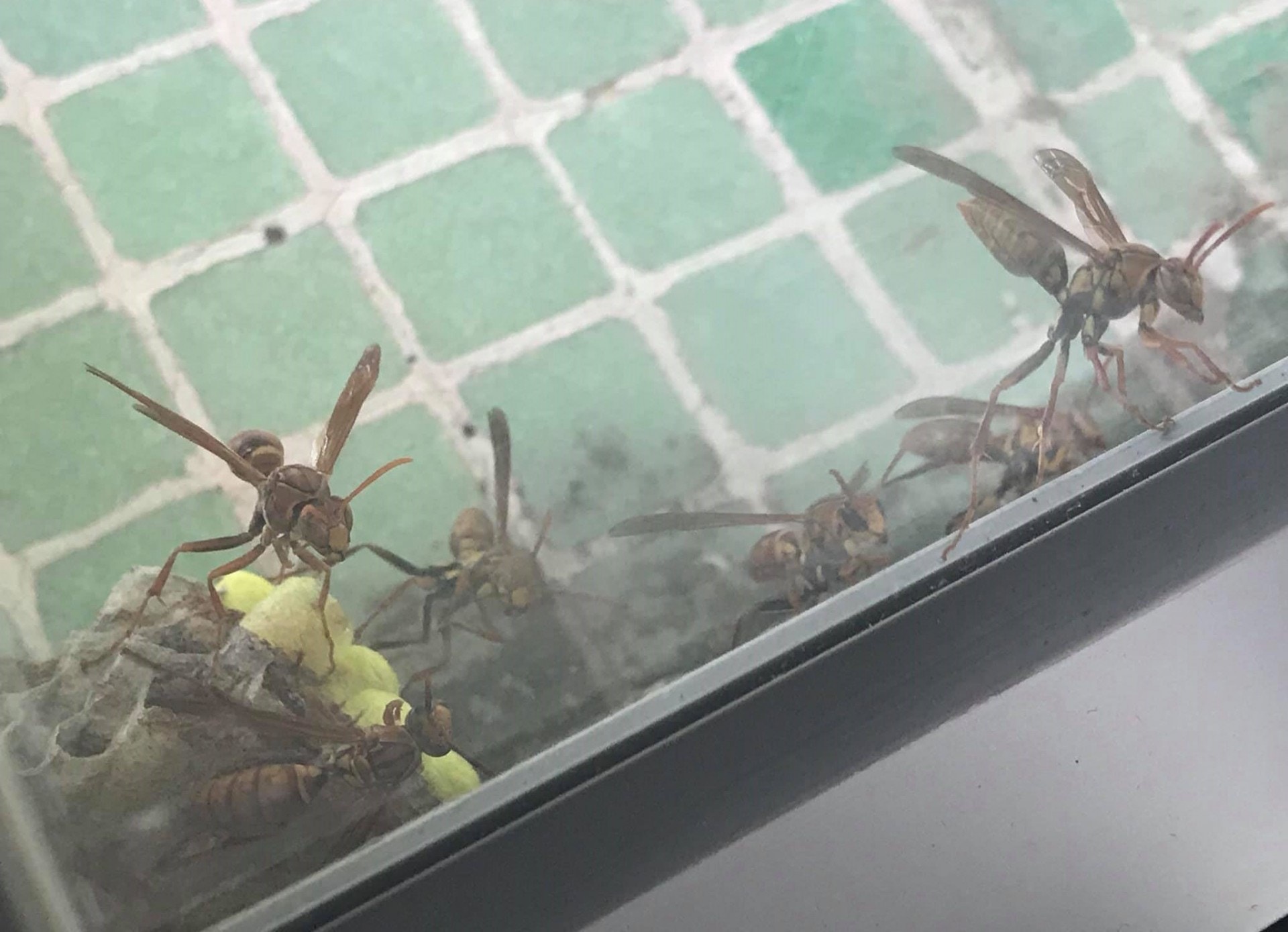 譚小姐近日發現窗外出現果馬蜂築巢,擔心牠們會攻擊子女。(受訪者提供圖片) 譚小姐近日發現窗外出現果馬蜂築巢,擔心牠們會攻擊子女。(受訪者提供圖片)