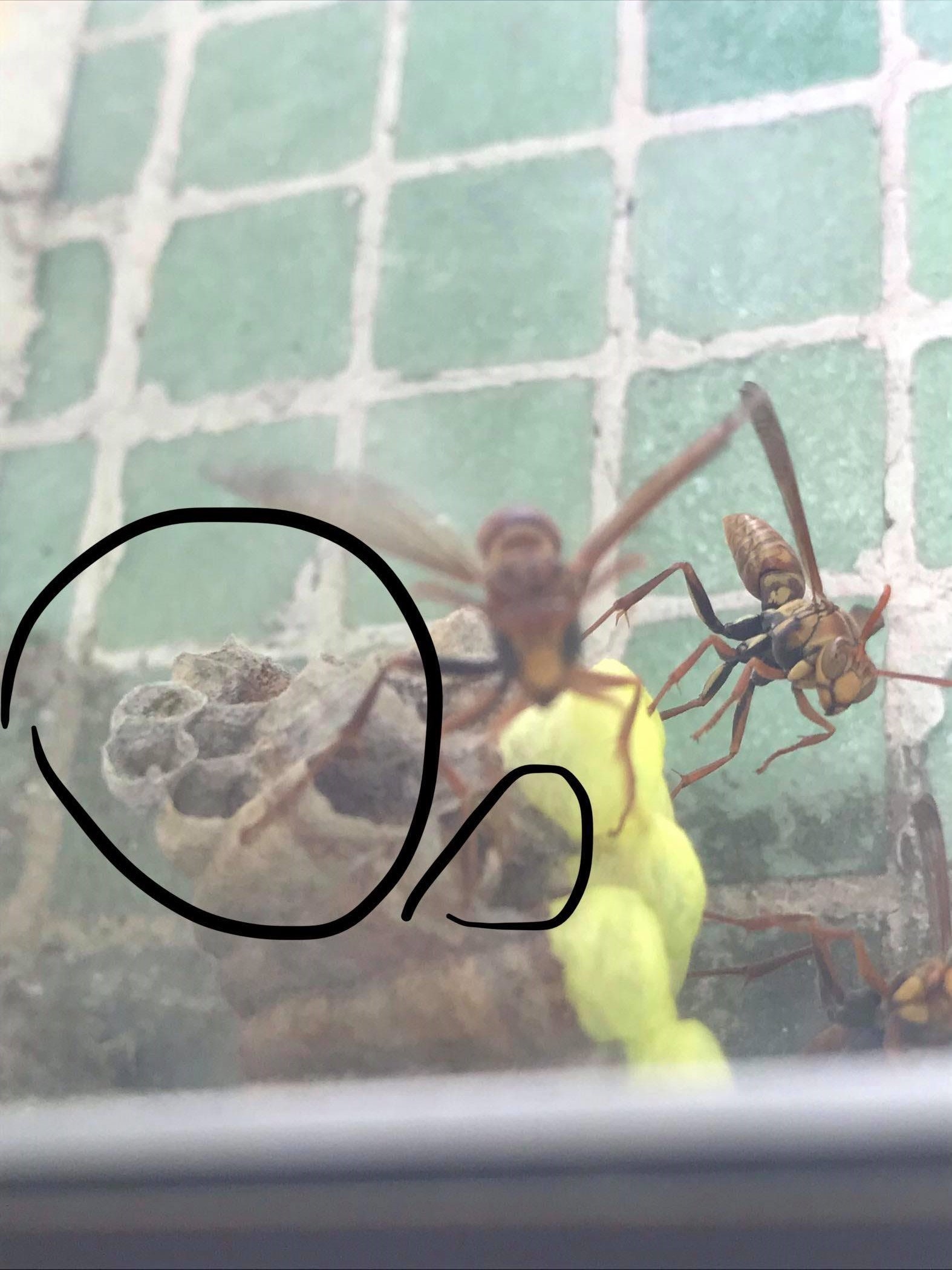 譚小姐指現時蜂巢的洞中多了不少幼蟲(黑圈示)。(受訪者提供圖片) 譚小姐指現時蜂巢的洞中多了不少幼蟲(黑圈示)。(受訪者提供圖片)