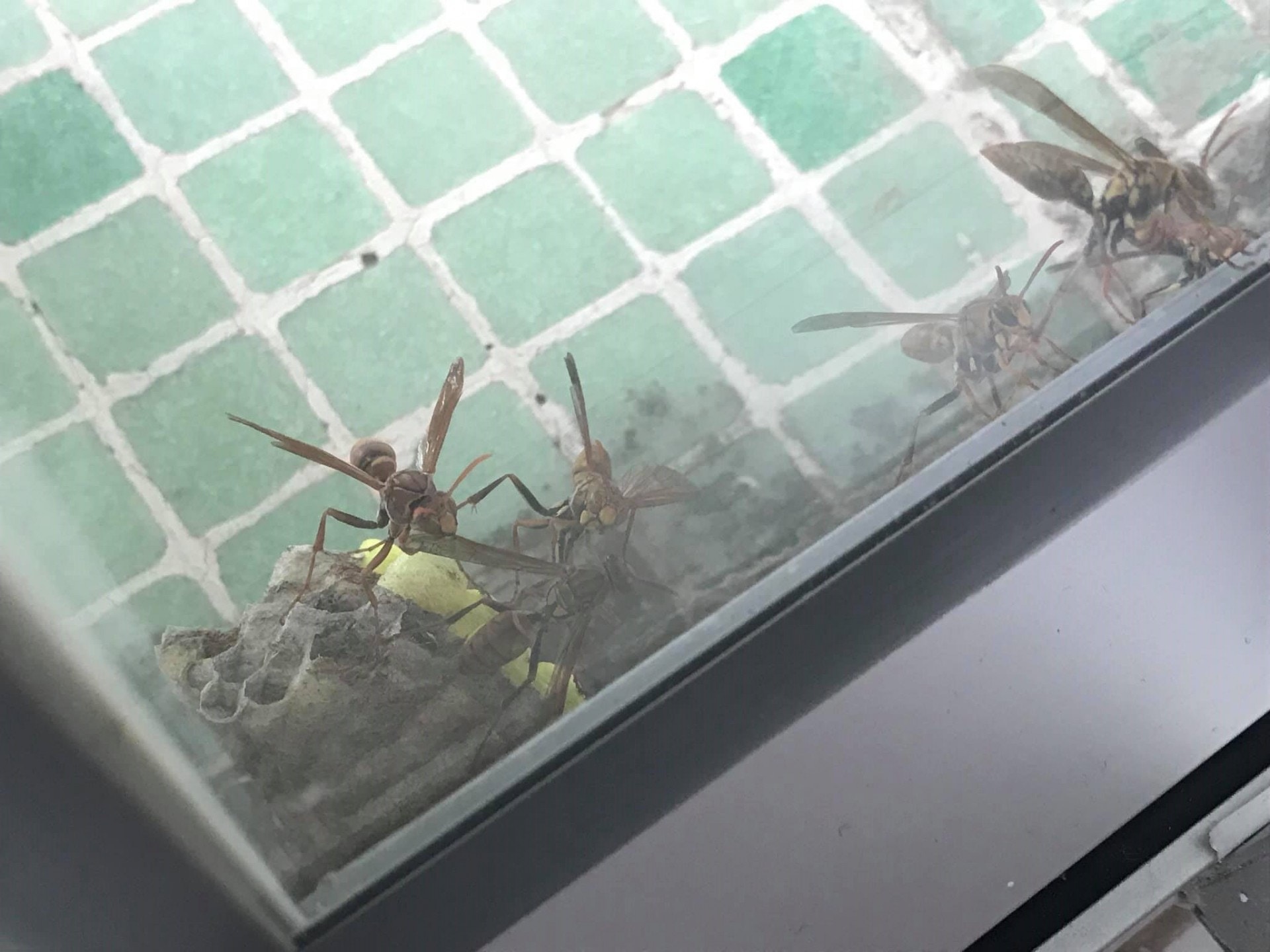 譚小姐坦言全家都害怕昆蟲,有時想開窗通風,小朋友都會馬上阻止。(受訪者提供圖片) 譚小姐坦言全家都害怕昆蟲,有時想開窗通風,小朋友都會馬上阻止。(受訪者提供圖片)