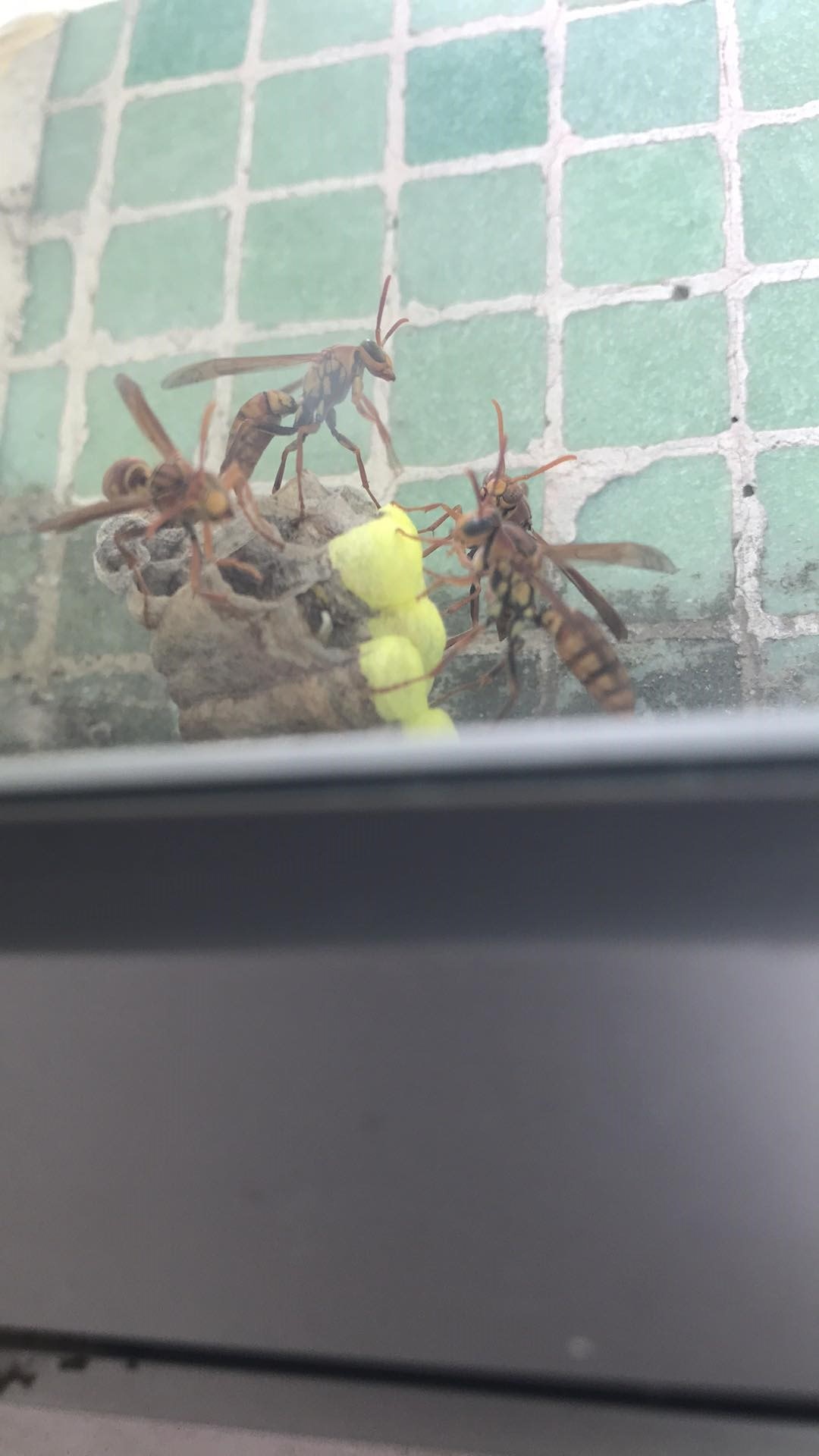 譚小姐一開始沒有發現蜂巢,直至小朋友說窗外有飛蟲才發現。(受訪者提供圖片) 譚小姐一開始沒有發現蜂巢,直至小朋友說窗外有飛蟲才發現。(受訪者提供圖片)