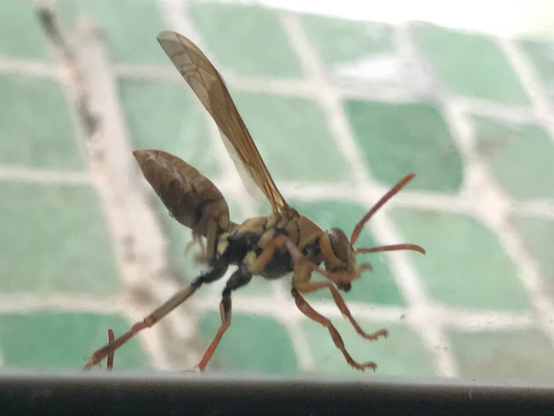 有滅蟲專家指,照片拍到的相信是果馬蜂。(受訪者提供圖片) 有滅蟲專家指,照片拍到的相信是果馬蜂。(受訪者提供圖片)