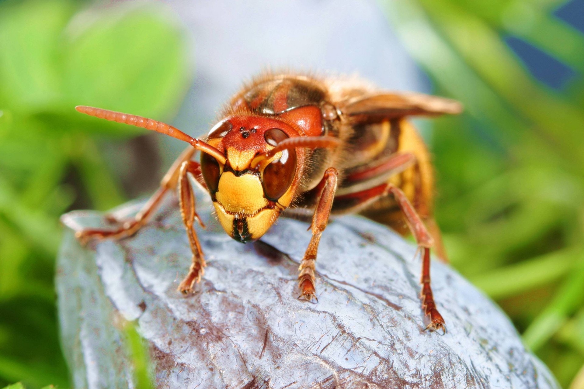 春夏之際是蜂群築新巢的時候。(視覺中國) 春夏之際是蜂群築新巢的時候。(視覺中國)