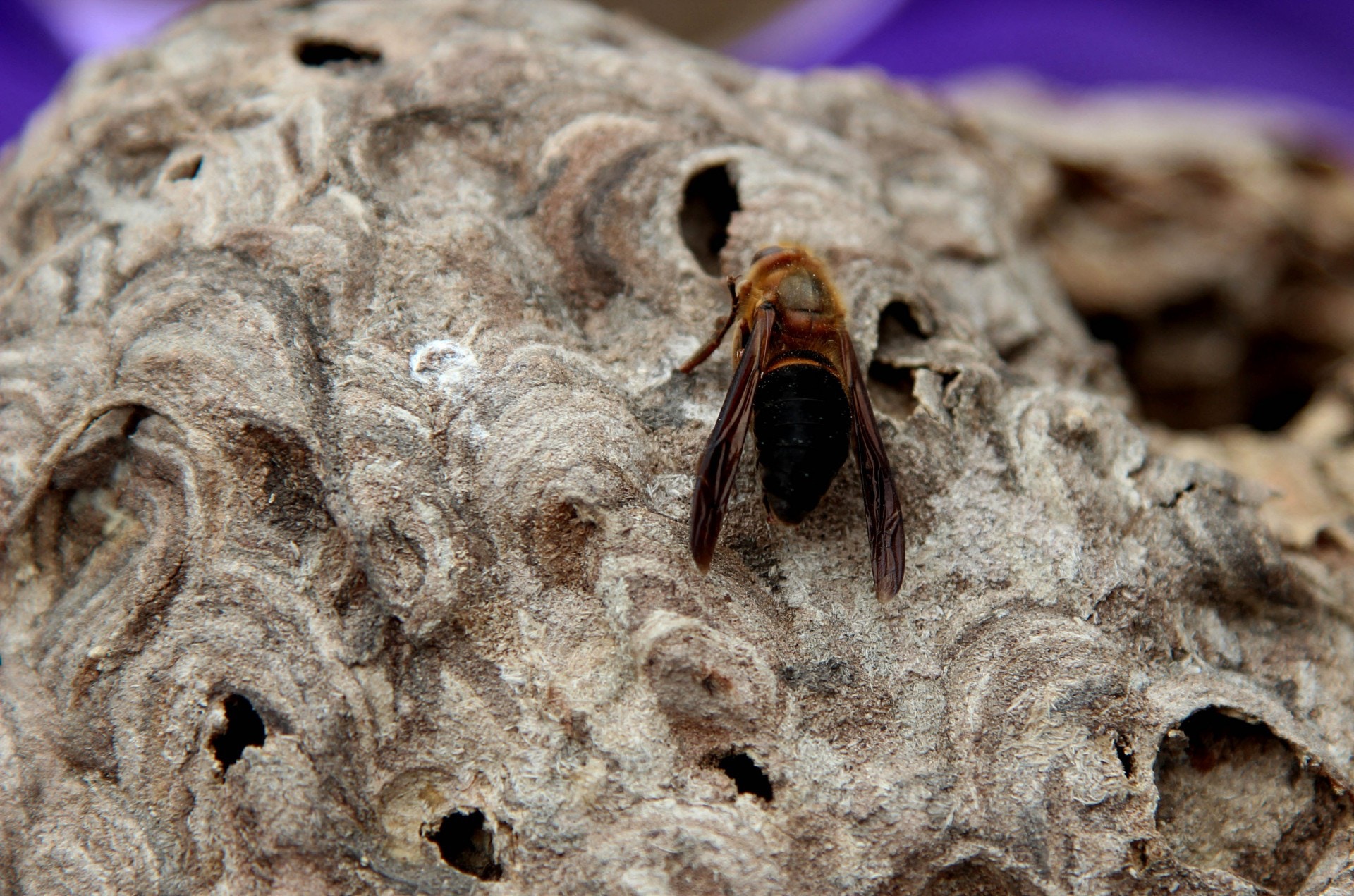 春夏之際是蜂群築新巢的時候。(視覺中國) 春夏之際是蜂群築新巢的時候。(視覺中國)