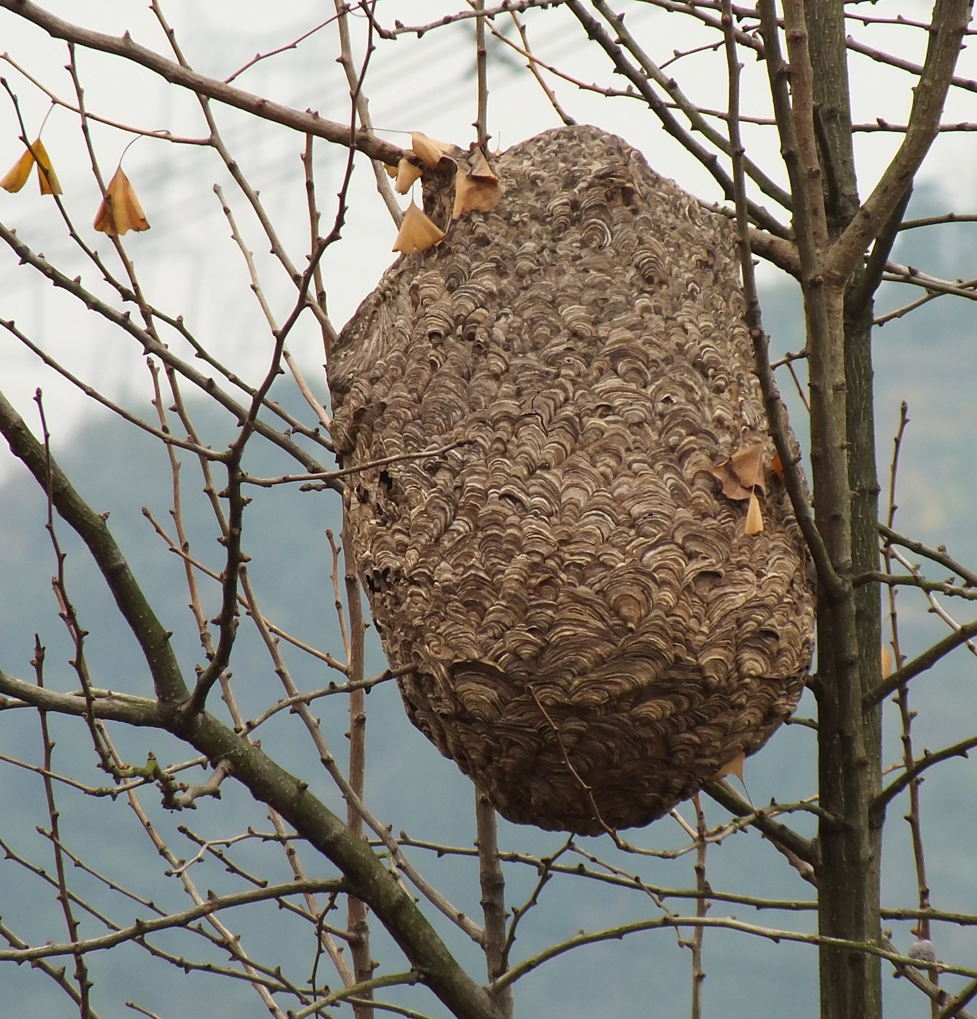 蜂巢可以築得非常大。(視覺中國) 蜂巢可以築得非常大。(視覺中國)