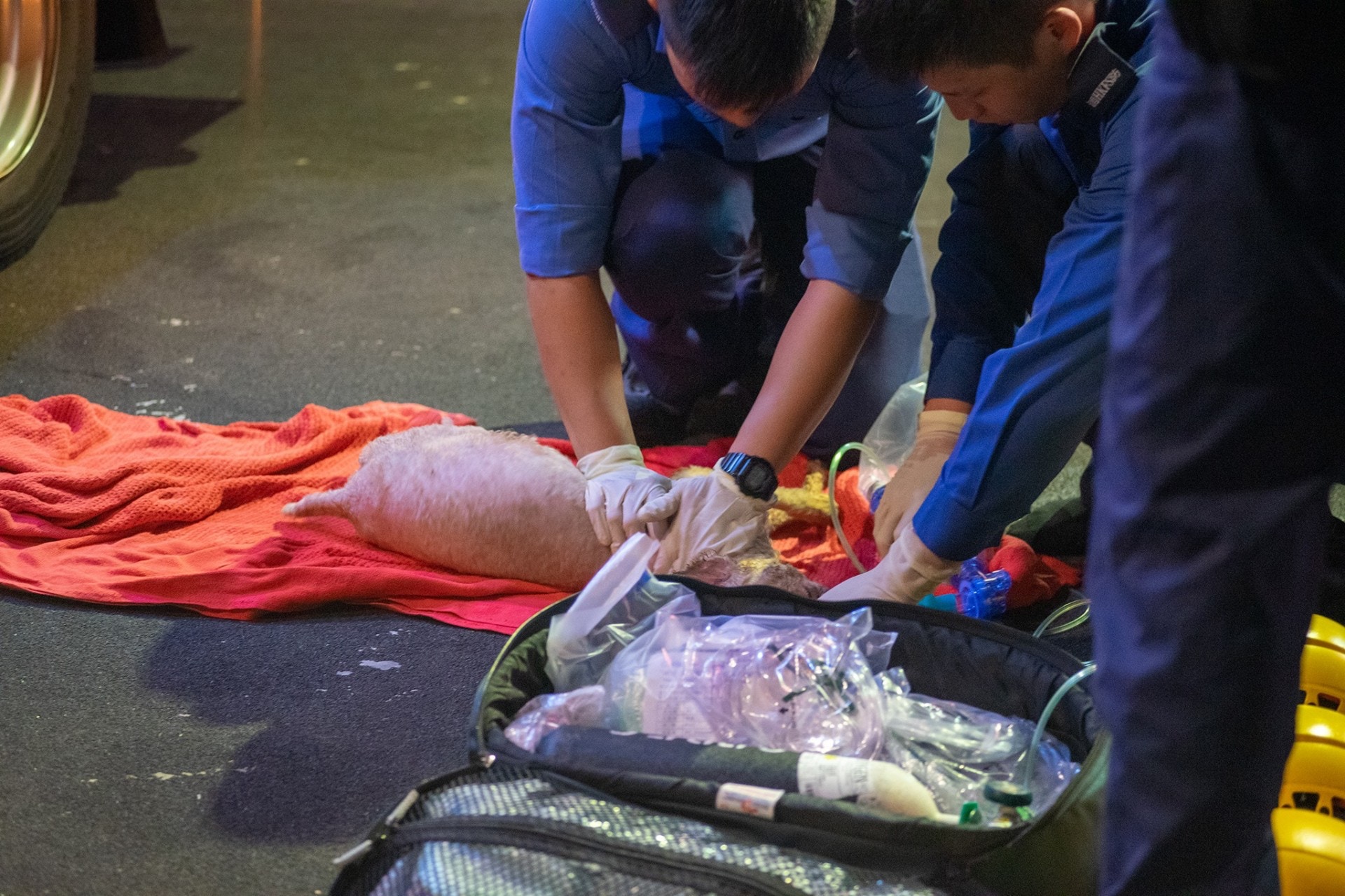 (讀者Toby提供相片) (讀者Toby提供相片)