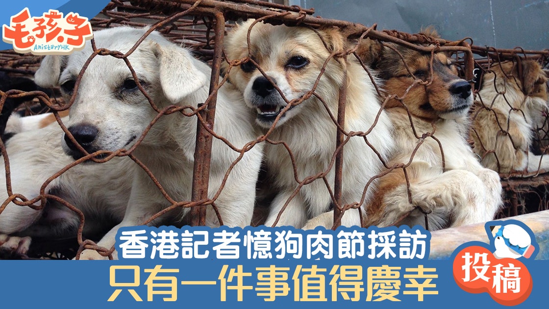 玉林狗肉節 香港記者赴煉獄採訪後記 我有生之年不會再去 香港01 寵物