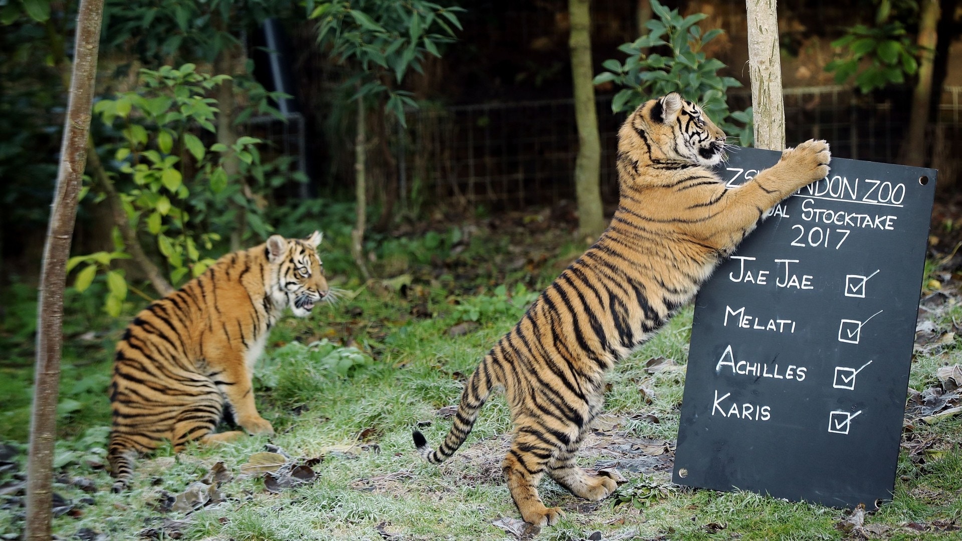 倫敦動物園夜場派對遊人過火行為惹議園方拒取消 香港01 世界專題