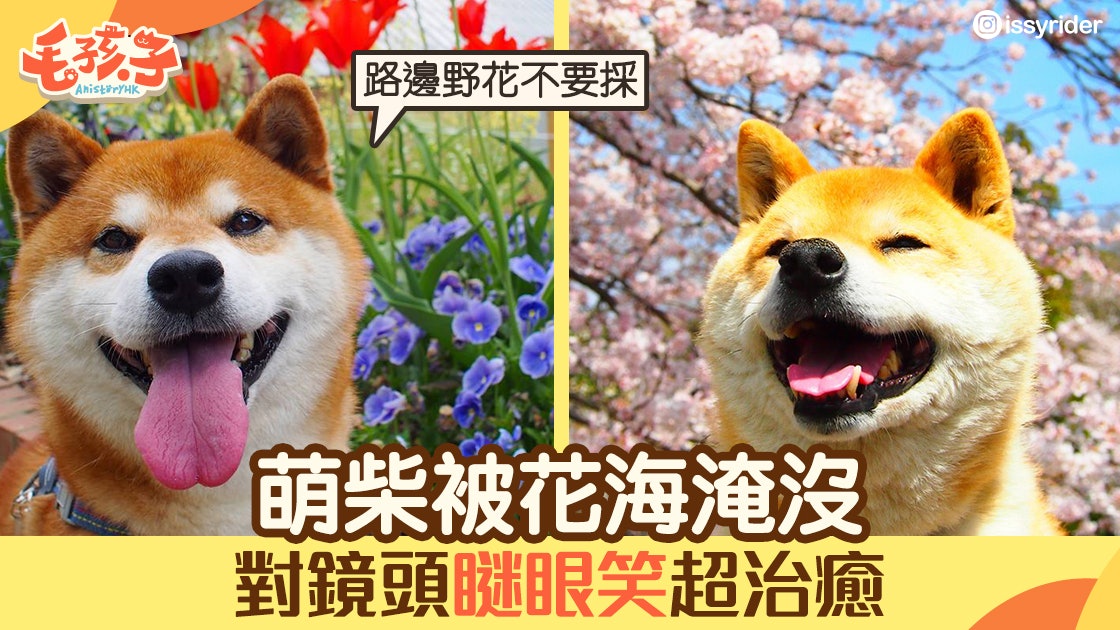 萌寵充電站 萌柴犬用傻笑襯托花海拍出療癒唯美寫真 萌寵充電站 萌柴犬用傻笑襯托花海拍出療癒唯美寫真