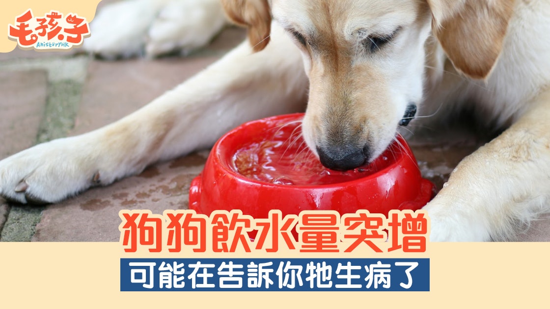 狗狗健康 狗狗突然飲好多水可能係健康警號 香港01 寵物 狗狗健康 狗狗突然飲好多水可能係健康警號 香港01 寵物