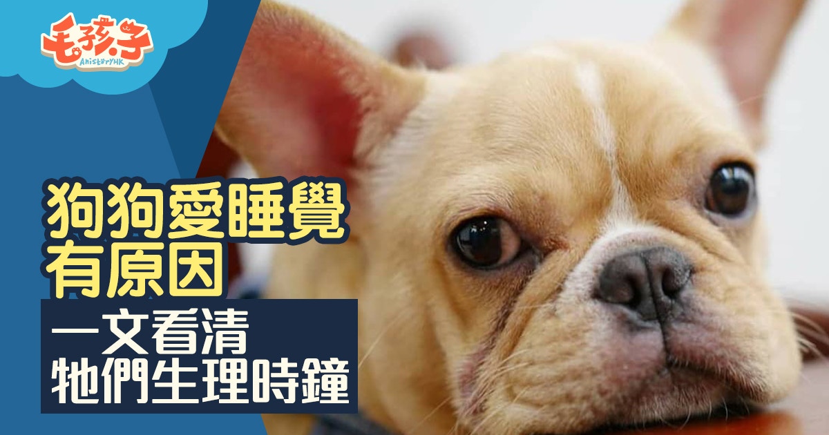 狗睡覺 為何狗狗總是在睡覺一文看清當中原因 香港01 寵物