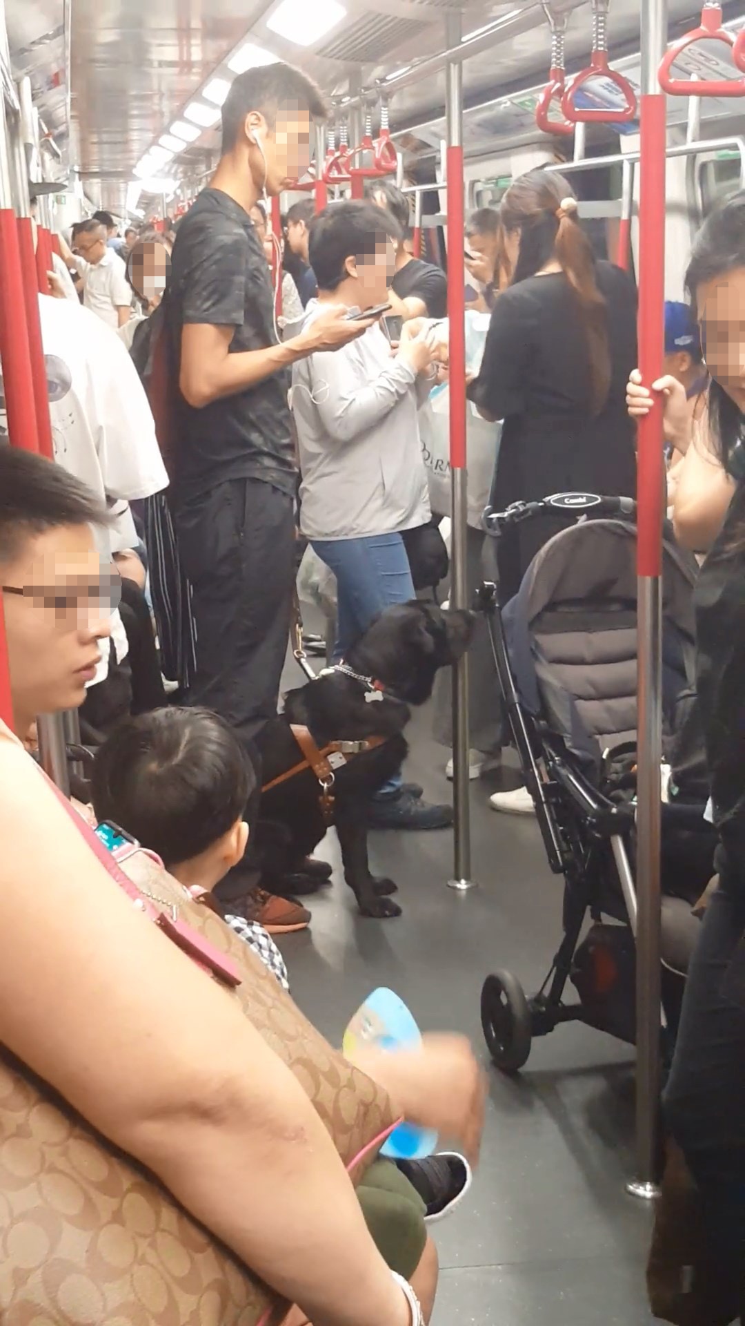 女網民上載片段,表示於港鐵車廂遇見到一名男士帶同一隻黑色鬥牛犬,因男士正使用智能電話,故相信他非視障人士。(fb群組「香港花生友」片段截圖) 女網民上載片段,表示於港鐵車廂遇見到一名男士帶同一隻黑色鬥牛犬,因男士正使用智能電話,故相信他非視障人士。(fb群組「香港花生友」片段截圖)