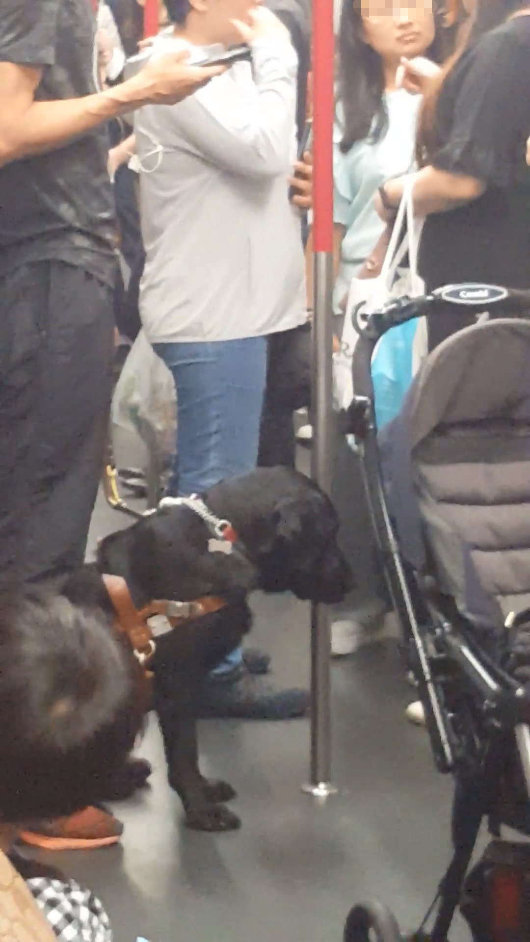 男士帶着的其實是拉布拉多犬,網民認出是正式導盲犬,而且視障人士亦可使用智能手機。(fb群組「香港花生友」片段截圖) 男士帶着的其實是拉布拉多犬,網民認出是正式導盲犬,而且視障人士亦可使用智能手機。(fb群組「香港花生友」片段截圖)