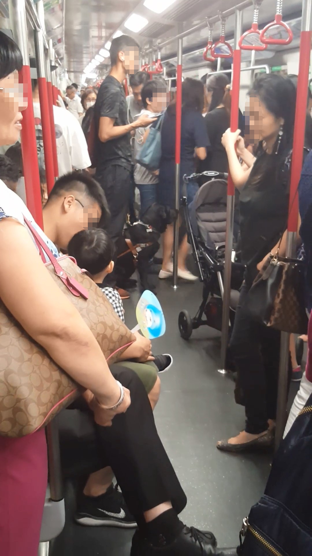 女網民上載片段,表示於港鐵車廂遇見到一名男士帶同一隻黑色鬥牛犬,因男士正使用智能電話,故相信他非視障人士。(fb群組「香港花生友」片段截圖) 女網民上載片段,表示於港鐵車廂遇見到一名男士帶同一隻黑色鬥牛犬,因男士正使用智能電話,故相信他非視障人士。(fb群組「香港花生友」片段截圖)