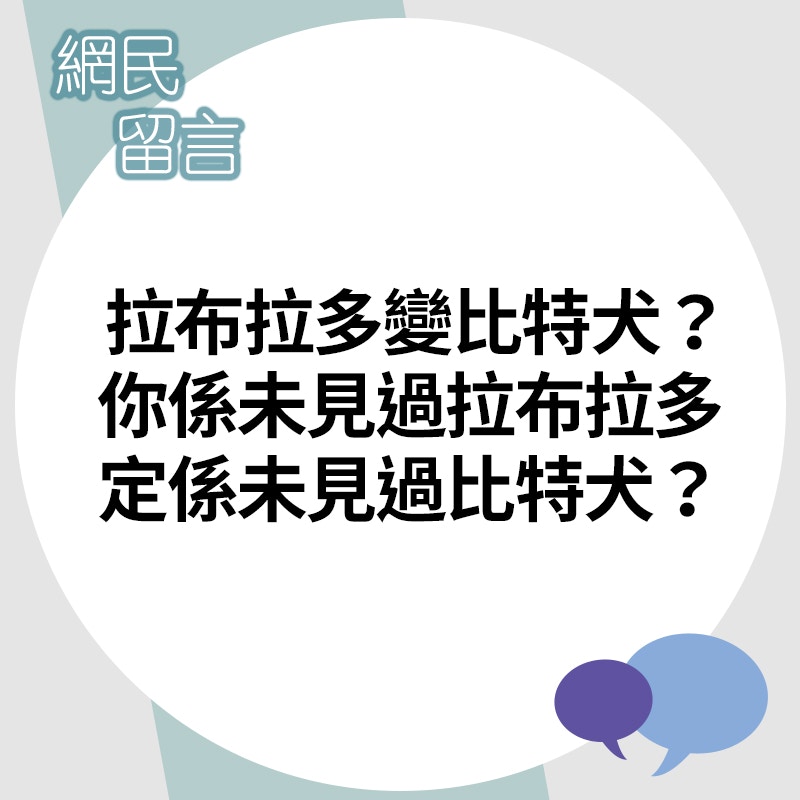 更有網民不解樓主「搞錯」犬隻品種。(01製圖) 更有網民不解樓主「搞錯」犬隻品種。(01製圖)