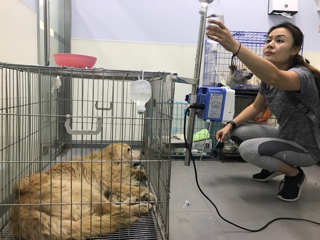 港人Natalie自兩年前起,自告奮勇成為後援義工。(受訪者提供) 港人Natalie自兩年前起,自告奮勇成為後援義工。(受訪者提供)