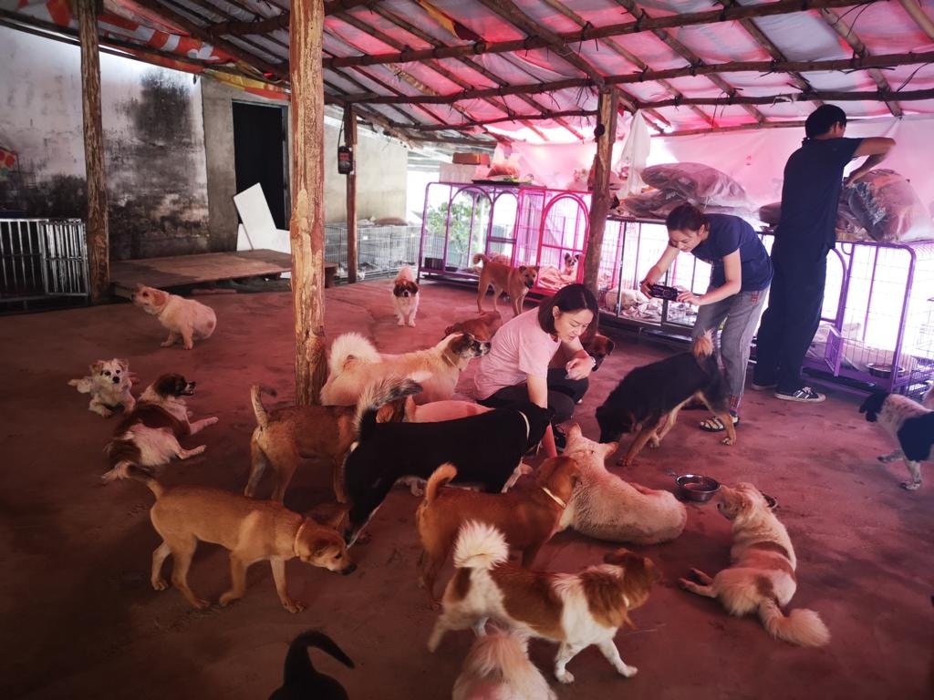 2017年,她受到一名德國鄰居邀請,加入救狗團隊,擔任翻譯及後援義工(受訪者提供) 2017年,她受到一名德國鄰居邀請,加入救狗團隊,擔任翻譯及後援義工(受訪者提供)