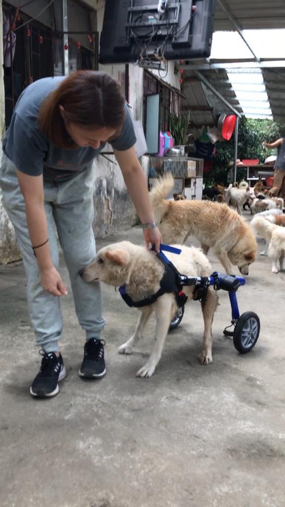 Natalie曾目睹有獲救狗狗因患上狗瘟,對周遭環境失去反應,不吃不喝。(受訪者提供)(圖片非涉事狗狗) Natalie曾目睹有獲救狗狗因患上狗瘟,對周遭環境失去反應,不吃不喝。(受訪者提供)(圖片非涉事狗狗)