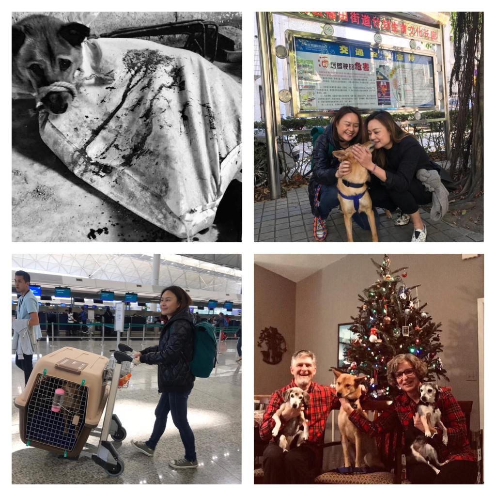 不少狗狗因Natalie及其他義工的努力,才得以健康無憂地繼續生活。(受訪者提供) 不少狗狗因Natalie及其他義工的努力,才得以健康無憂地繼續生活。(受訪者提供)