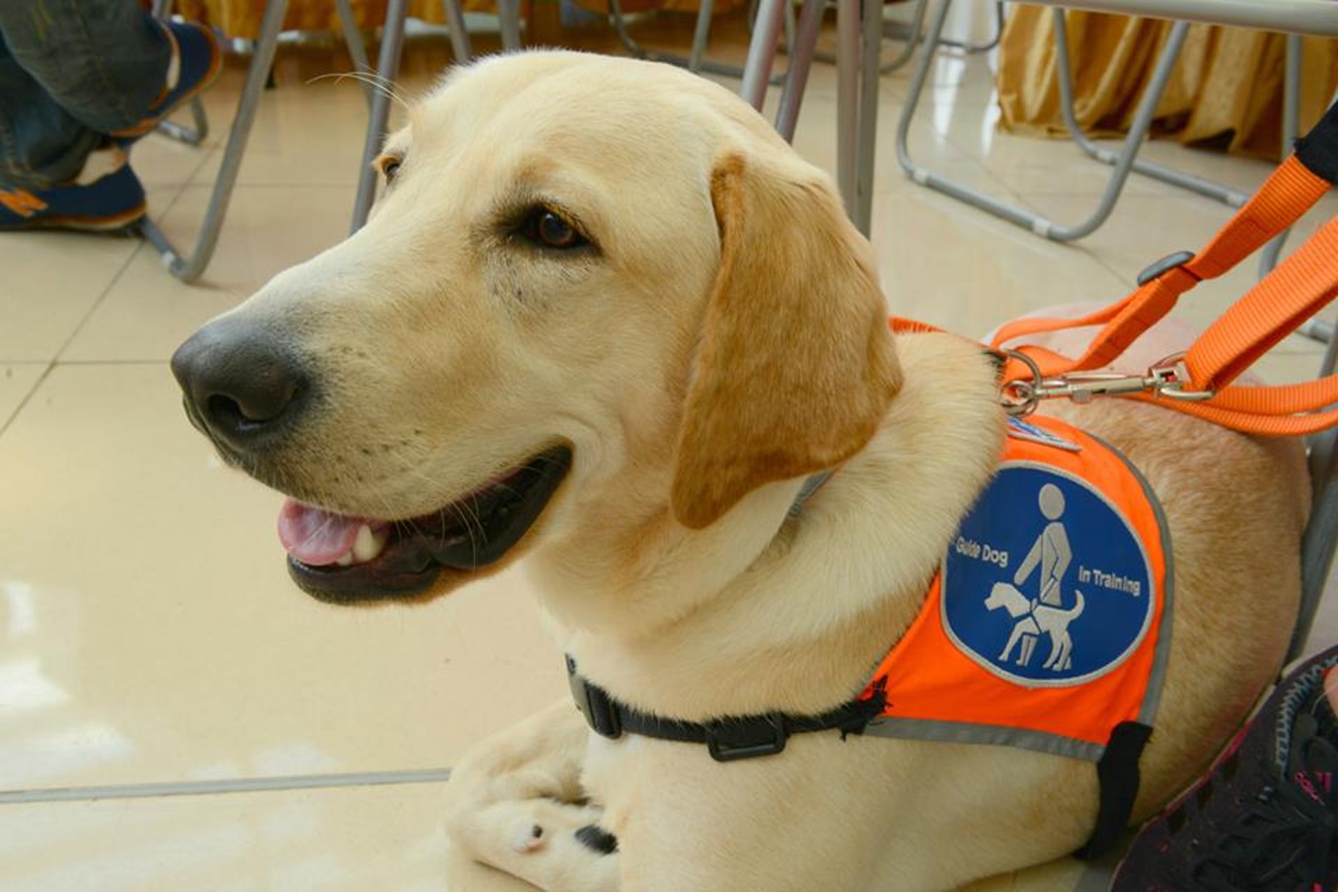 受訓中的導盲犬,身上會穿上橙色背心。(香港導盲犬協會提供) 受訓中的導盲犬,身上會穿上橙色背心。(香港導盲犬協會提供)