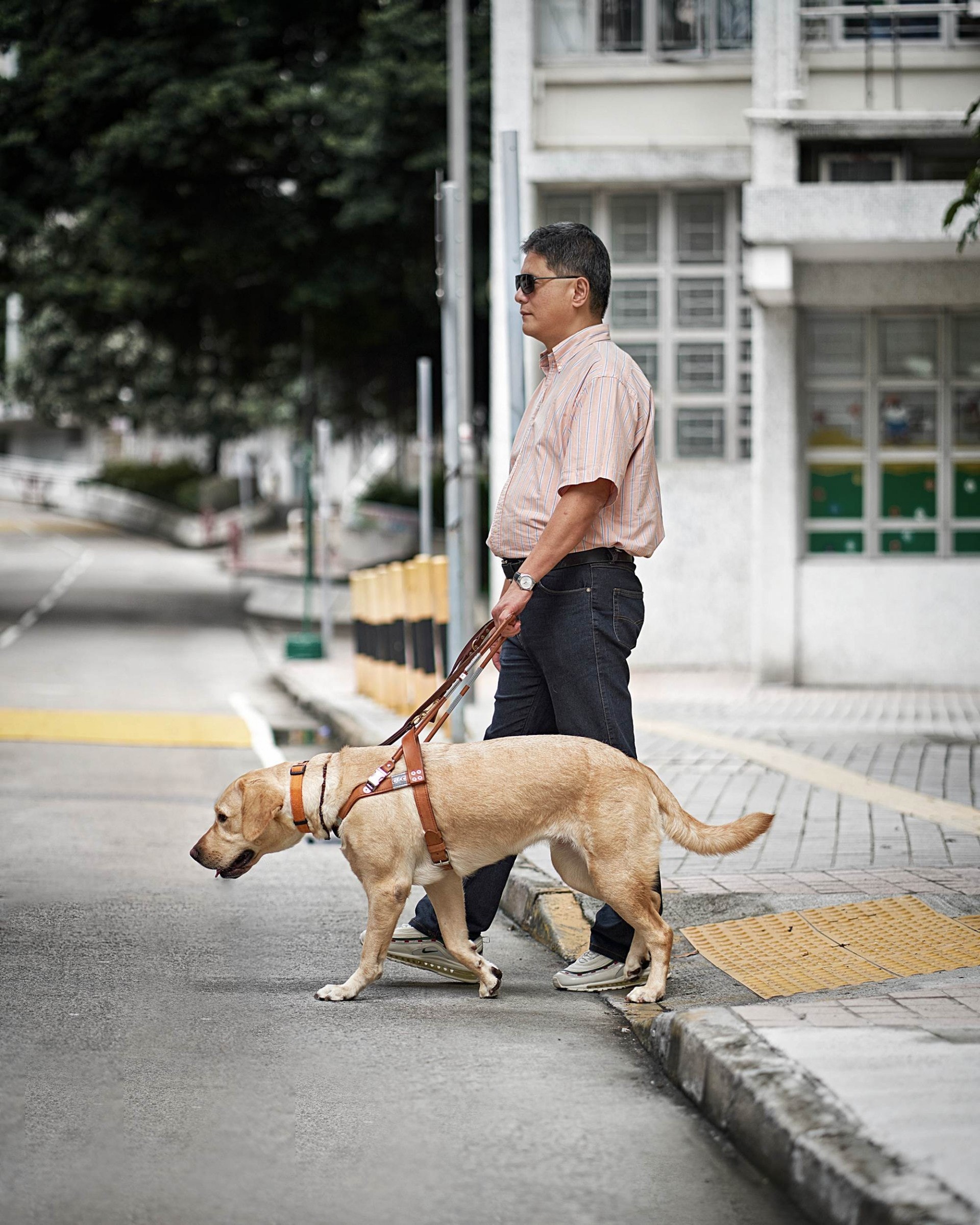 一旦視障影響生活，在醫生及協會的評估後，即可使用導盲犬服務。（香港導盲犬協會提供）