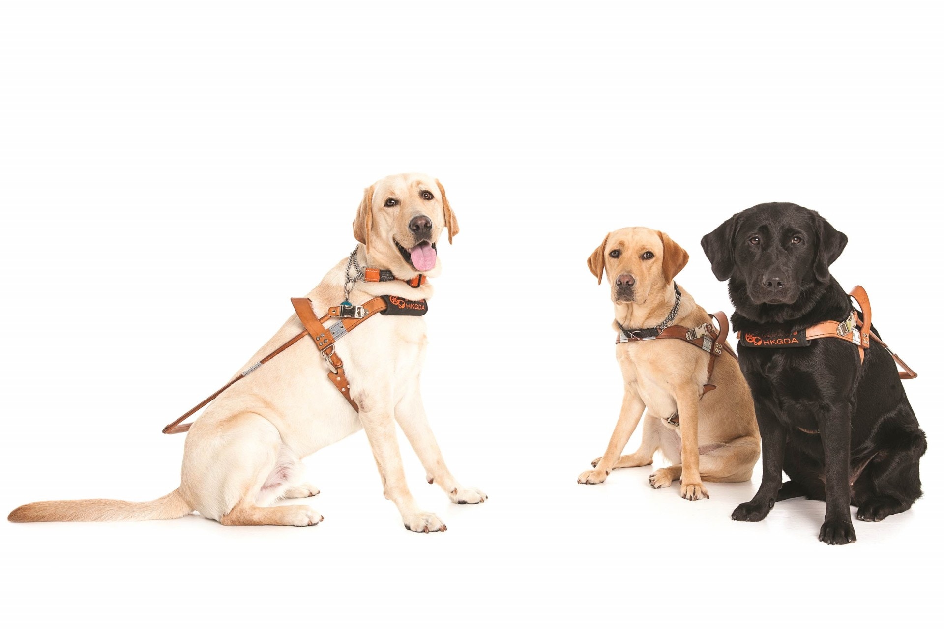 香港的導盲犬有兩種顏色,包括黑色、忌廉色(圖為忌廉色及黑色)。(香港導盲犬協會提供) 香港的導盲犬有兩種顏色,包括黑色、忌廉色(圖為忌廉色及黑色)。(香港導盲犬協會提供)