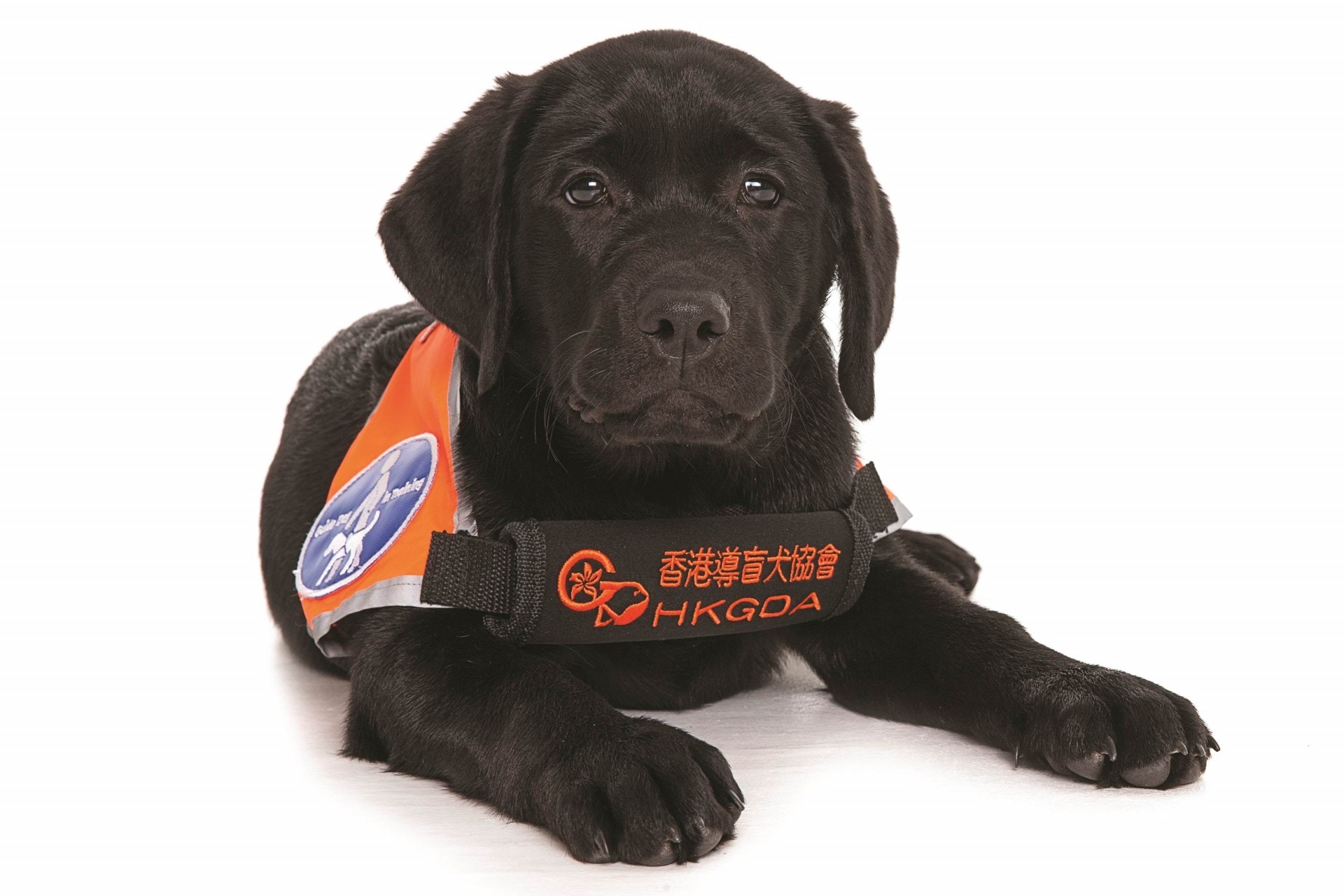 圖中為黑色拉布拉多犬。(香港導盲犬協會提供) 圖中為黑色拉布拉多犬。(香港導盲犬協會提供)