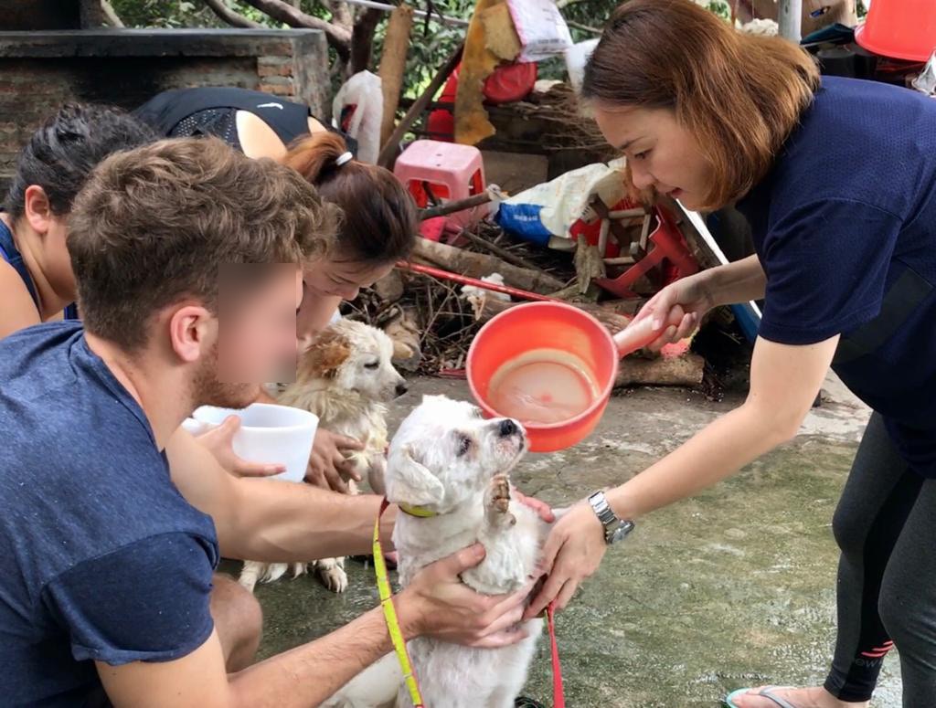 全賴Natalie及其他義工妥善地照顧狗狗,令牠們能夠順利地出境。(受訪者提供) 全賴Natalie及其他義工妥善地照顧狗狗,令牠們能夠順利地出境。(受訪者提供)