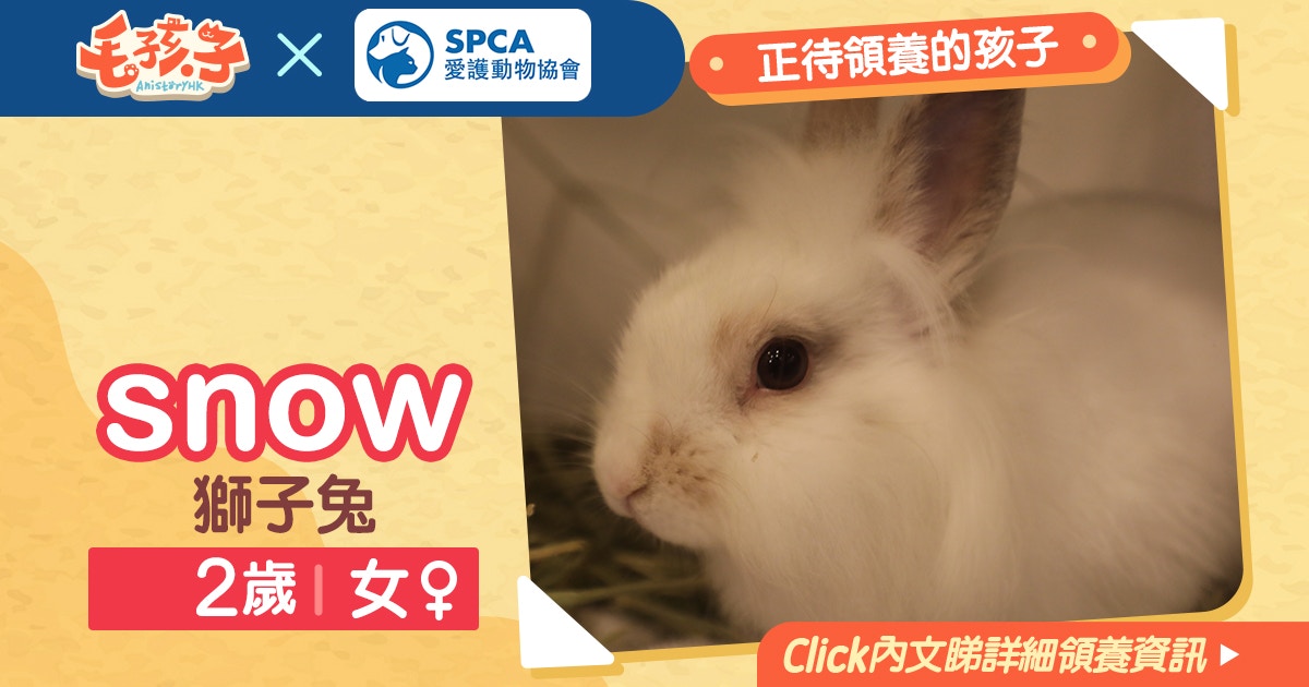 領養消息 愛護動物協會 6月18日 獅子兔snow 香港01 寵物