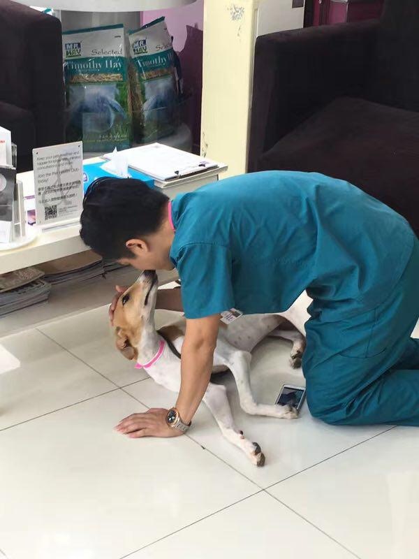 黎先生指,該獵犬在其診所留醫約一個月。(受訪者提供) 黎先生指,該獵犬在其診所留醫約一個月。(受訪者提供)