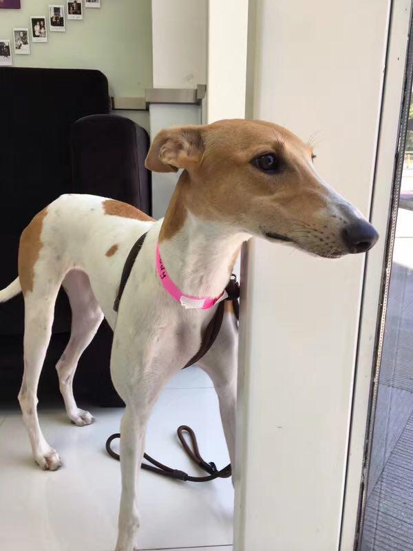 但他心知香港並非適合獵犬居住的環境,遂決定放手送該獵犬往美國。(受訪者提供) 但他心知香港並非適合獵犬居住的環境,遂決定放手送該獵犬往美國。(受訪者提供)