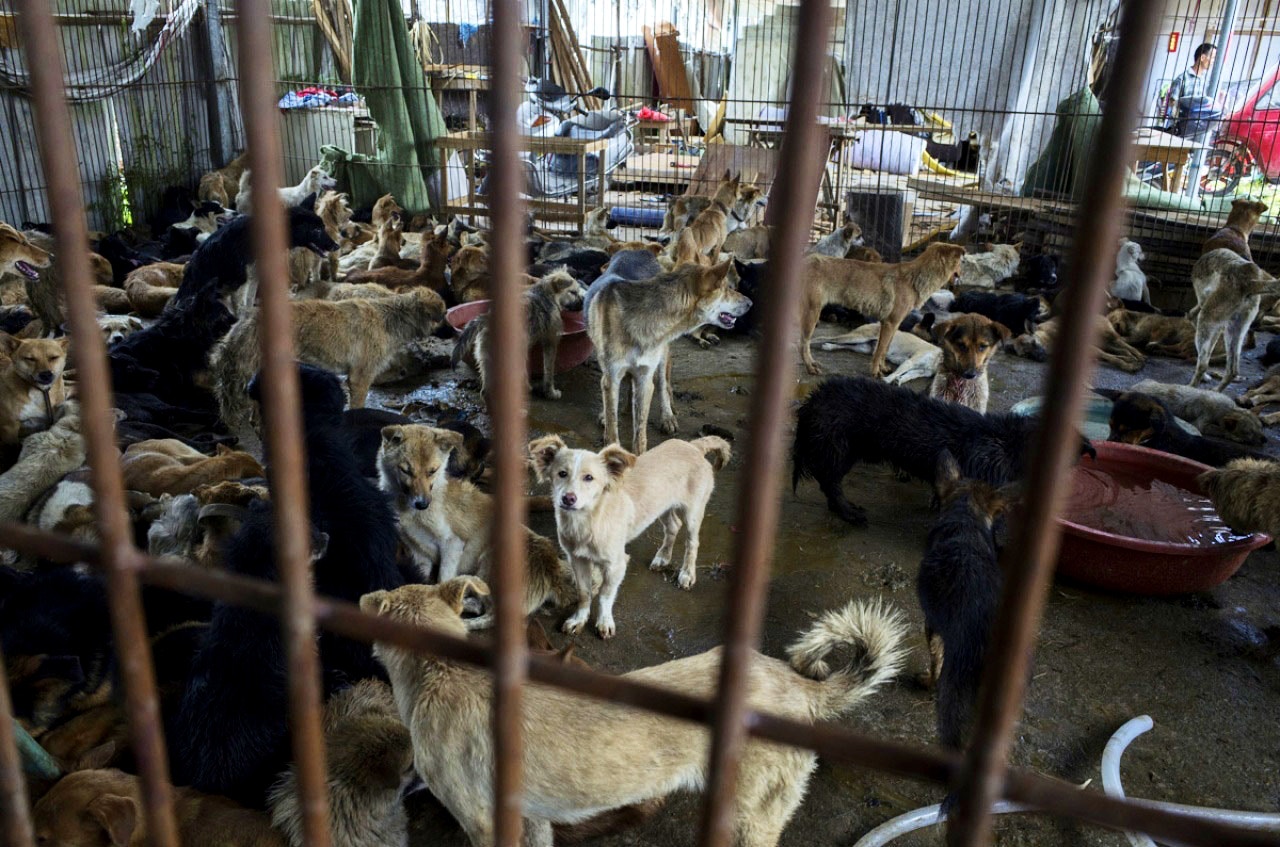Stephen在4年前成為救狗團隊的一員,負責為獲救狗狗提供治療。(示意圖,資料圖片) Stephen在4年前成為救狗團隊的一員,負責為獲救狗狗提供治療。(示意圖,資料圖片)