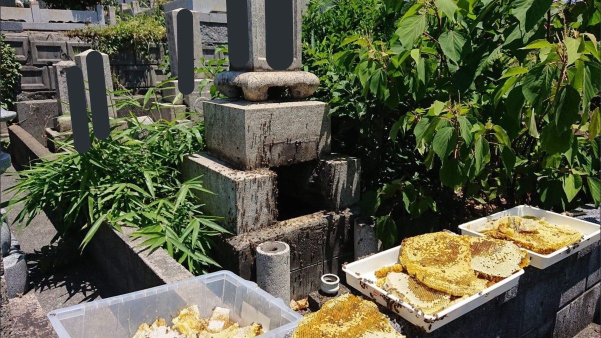 小龍女的玉蜂? 日本墓地挖出白色蜂巢 方丈大啖:好好吃的蜂蜜 小龍女的玉蜂? 日本墓地挖出白色蜂巢 方丈大啖:好好吃的蜂蜜