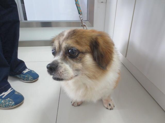 前線義工們會透過攔截貨車,或直接在玉林買狗等方法,救走狗隻。(受訪者提供) 前線義工們會透過攔截貨車,或直接在玉林買狗等方法,救走狗隻。(受訪者提供)