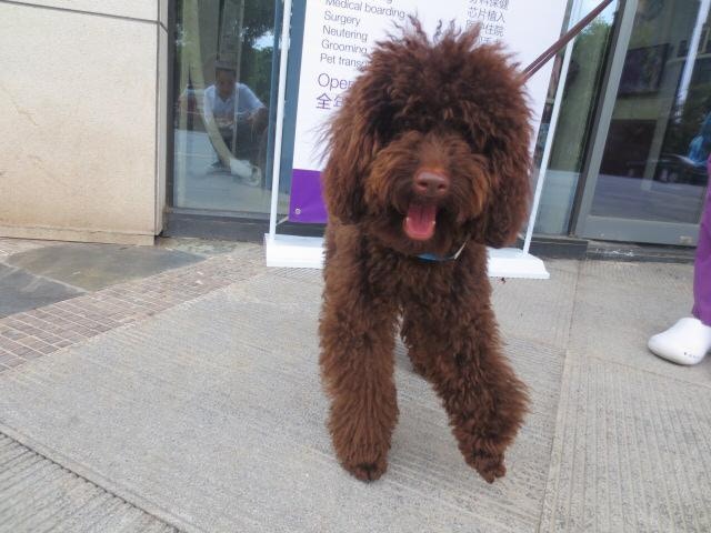 被賣至玉林狗肉市場的狗狗當中,不乏名種狗。(受訪者提供) 被賣至玉林狗肉市場的狗狗當中,不乏名種狗。(受訪者提供)