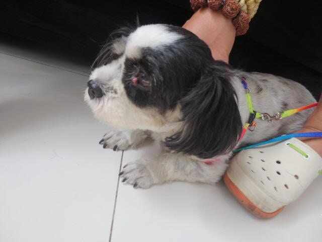 多數獲救狗狗的健康情況均不理想。(受訪者提供) 多數獲救狗狗的健康情況均不理想。(受訪者提供)